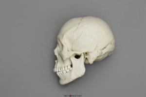 Human Male Asian Skull