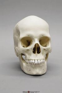 Human Female European Skull