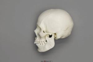 Human Female European Skull