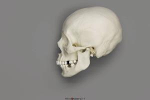 Human Female African-American Skull