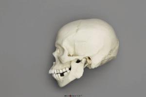 Human Male African-American Skull