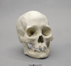 Human Female American Indian Skull