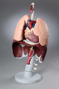 ESP® Respiratory Organs Model