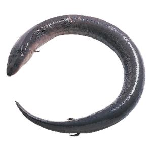 Preserved Congo Eel