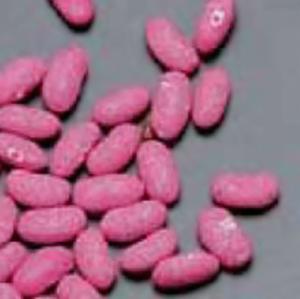 Viable Bean Seeds