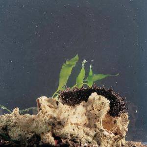 Ward's® Live Sea Cucumber (<i>Cucumaria sp. </i>)