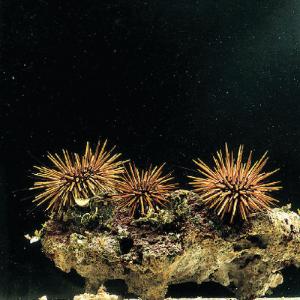 Ward's® Live Sea Urchin (<i>Strongylocentrotus sp.</i>)