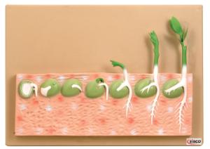 Eisco® Dicot Seed Germination (Pea)