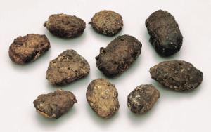 Owl Pellets