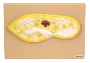 Eisco® Paramecium Models