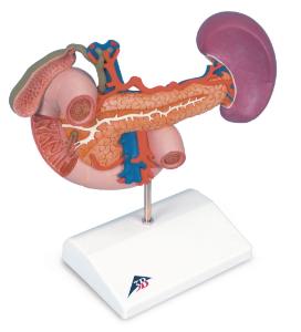 3B Scientific® Organs Of The Upper Abdomen Models