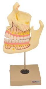 Eisco® Upper And Lower Jaw