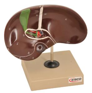 Eisco® Human Liver with Gall Bladder Model