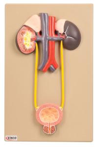 Eisco® Urinary System Model