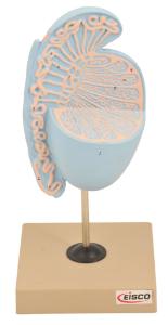 Eisco® Human Testis