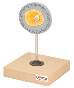 Eisco® Human Gametes