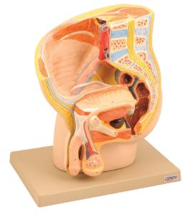 Eisco® Male Pelvis Section