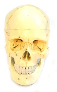 Eisco® Numbered Human Skull