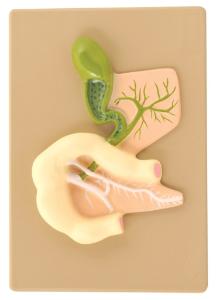 Eisco® Pancreatic Duct