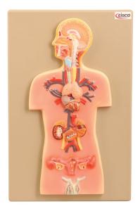 Eisco® Endocrine Glands