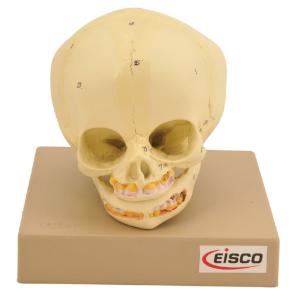 Eisco® Model Infant Skull