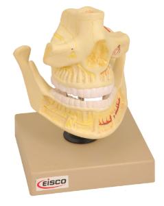 Eisco® Adult Denture