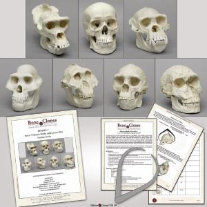 Primates Set  With Lesson Plan