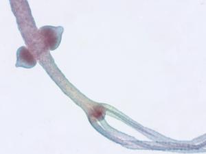 Hydra with Spermaries, Mayer's Carmine