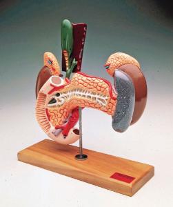 Denoyer-Geppert® Upper Abdominal Organs Model