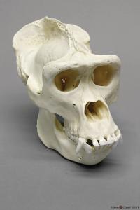 Gorilla Skull Male