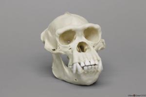 Chimpanzee Skull Male