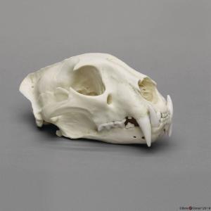 African Leopard Skull