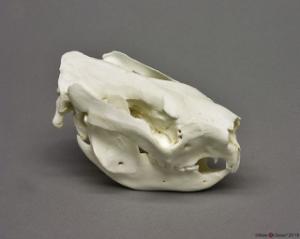 Koala Skull