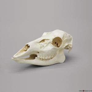 White Tailed Deer Skull Female