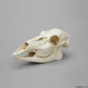 White Tailed Deer Skull Female