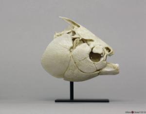 Pacu Skull