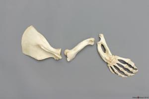 Manatee Forelimb