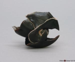 Giant Squid Beak