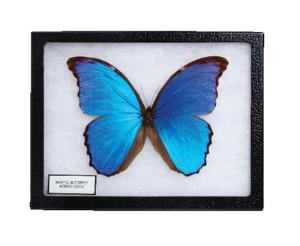 Giant Blue Morpho Riker Mount