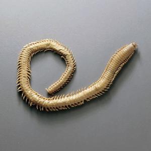 Preserved Clamworm