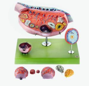 Ovary Model