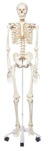3B Scientific® Rod Mount Skeleton