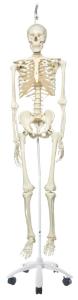 3B Scientific® Rod Mount Skeleton