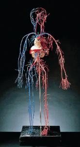 Vascular System Model
