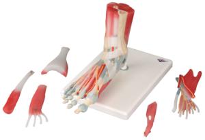 3B Scientific® Foot Skeleton With Ligaments And Muscles