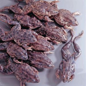 Ward's® Preserved Grassfrogs, Single Injected