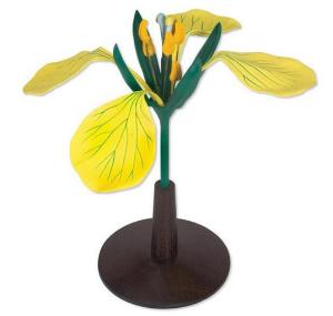 3B Scientific® Rapa Flowers