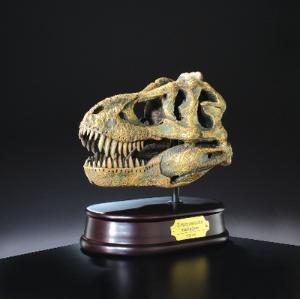 Tyrannosaurus rex Skull Model