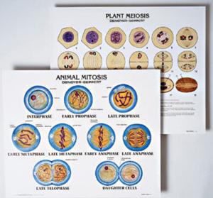 Meiosis Chart