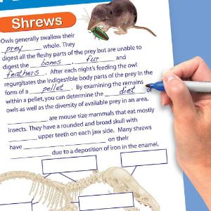 Chart set owls/pellets